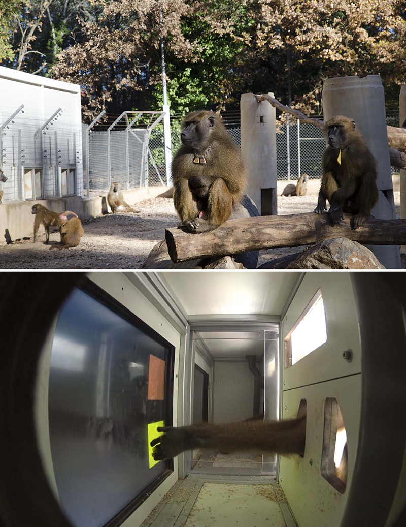 Babouins de Guinée de la Station de primatologie de Rousset du CNRS © Anthony Formaux/Nicolas Claidière/LPC/CNRS
