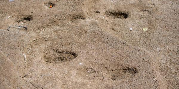 Photo d'empreintes de pas vieilles d'environ 90 000 ans découvertes sur une plage rocheuse à Larache sur le littoral Nord-Ouest du Maroc. 