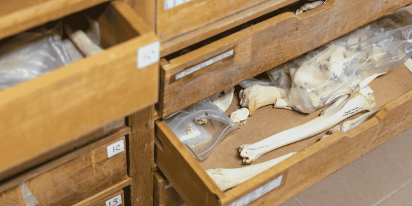 Bones in a laboratory