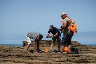 A team of three researchers measure footprints on the beach.
