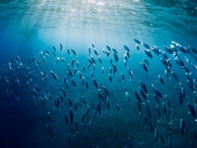Des poissons dans l'océan