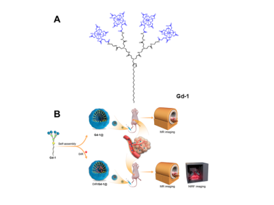 Schéma des nanosystèmes de dendrimères auto-assemblés pour l’IRM et l’imagerie multimodale des tumeurs. 