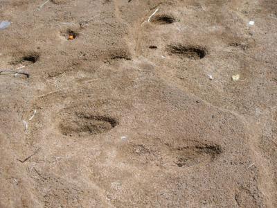 Photo d'empreintes de pas vieilles d'environ 90 000 ans découvertes sur une plage rocheuse à Larache sur le littoral Nord-Ouest du Maroc. 