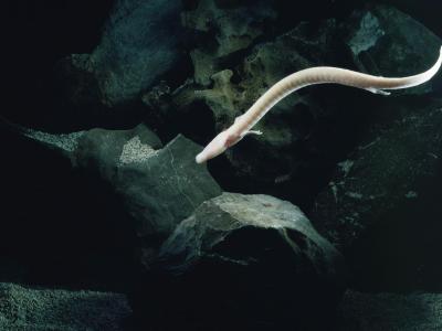 Illustration salamandre des grottes