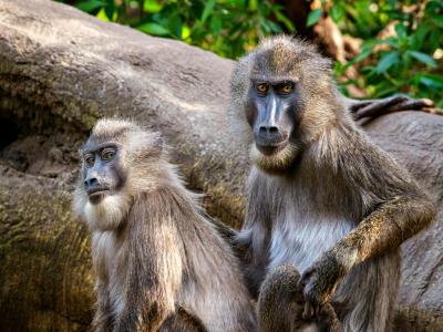 Baboon illustration