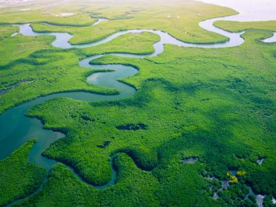 Vue aérienne d'une forêt de mangroves en Gambie 