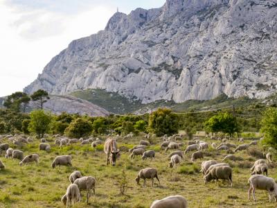 Herd of sheep on Sainte Victoire